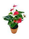Painter’s Palette Anthurium