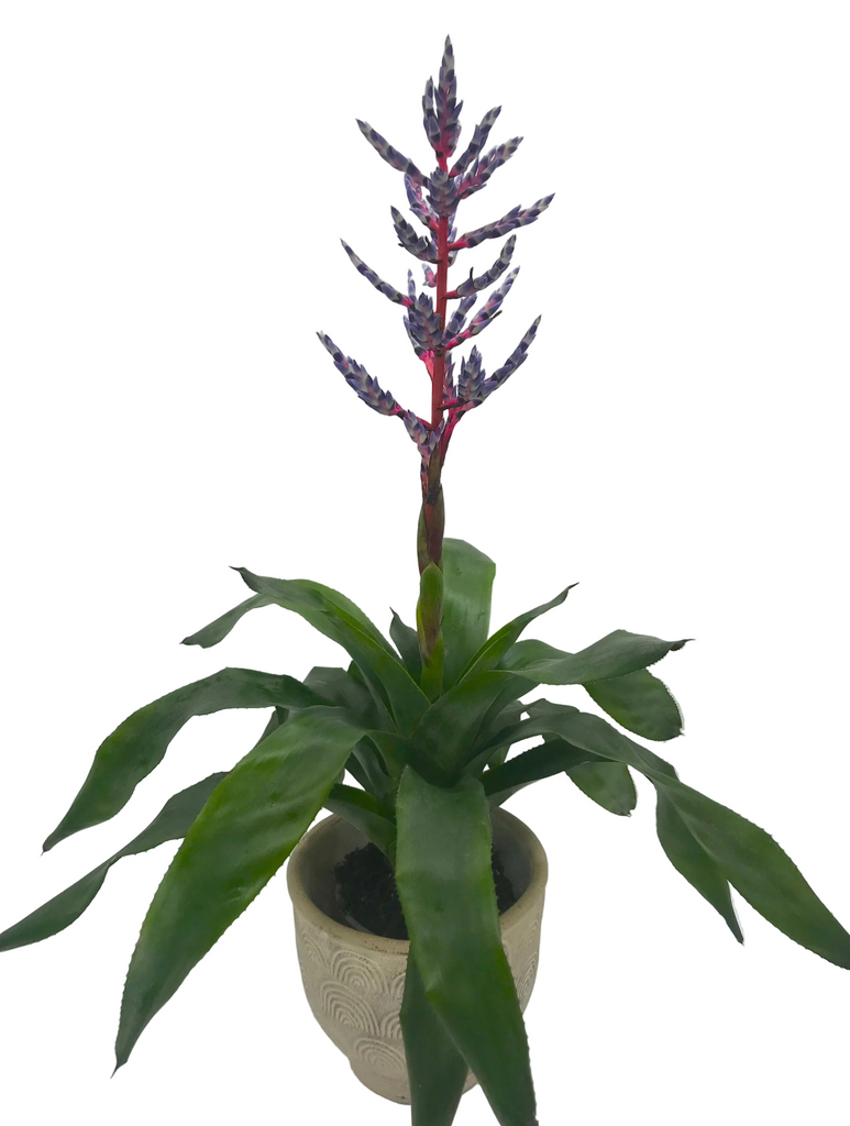 Aechmea Blue Rain