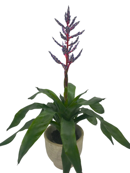 Aechmea Blue Rain