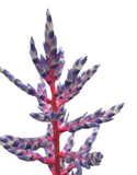Aechmea Blue Rain