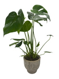 Monstera Deliciosa in Pot (Cheeseplant)